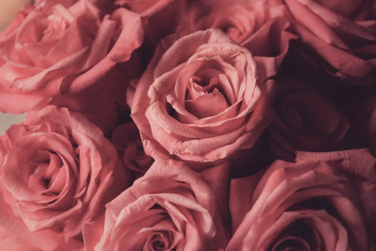 Blooms of dozens of pink roses